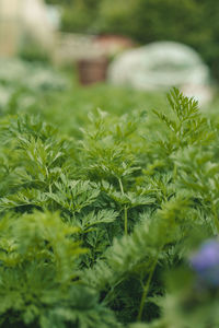 Close-up of plants growing on field