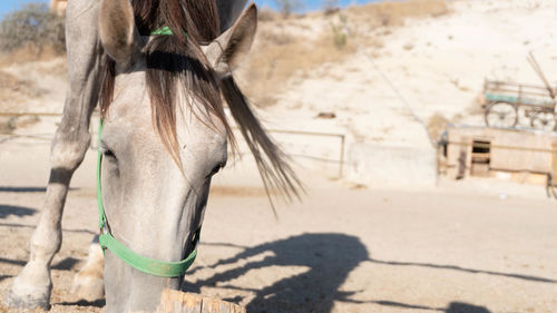 Close-up of a horse