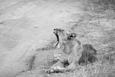 Side view of a cat yawning