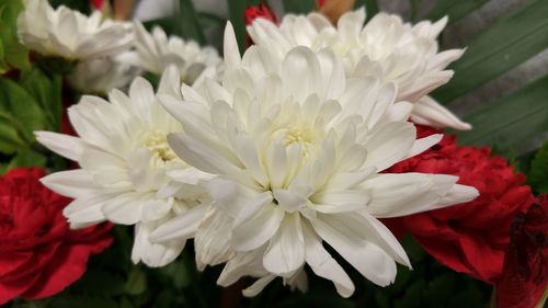 Close-up of white chrysanthemum blooming outdoors