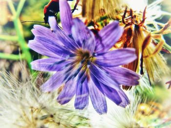 Close-up of purple flowering plant