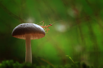 Praying mantis on mushroom