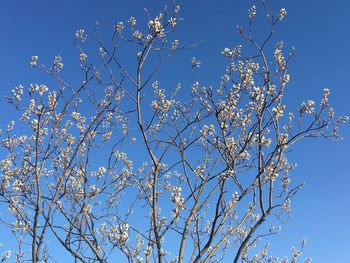 Low angle view of tree against blue sky