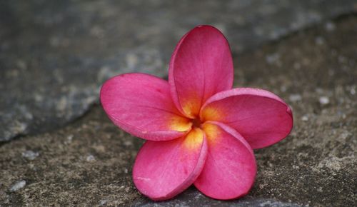 Close-up of pink flowers