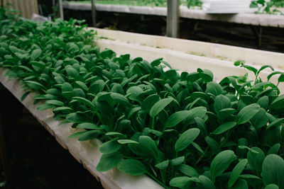 Hydroponic vegetables