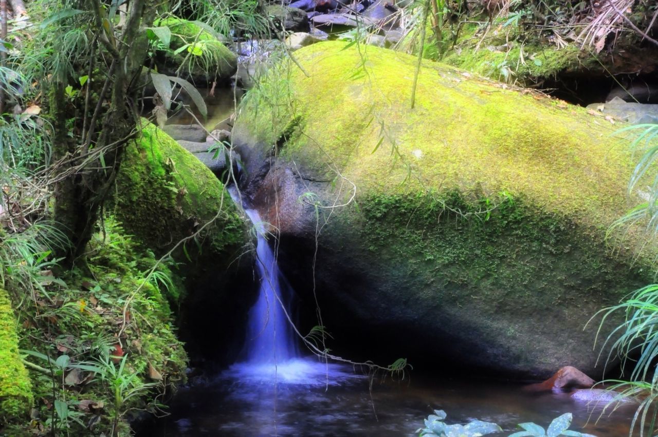 water, tree, plant, stream, nature, green color, flowing water, growth, flowing, lifestyles, motion, forest, leisure activity, beauty in nature, grass, tranquility, outdoors, river