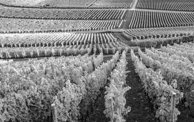 Full frame shot of vineyard