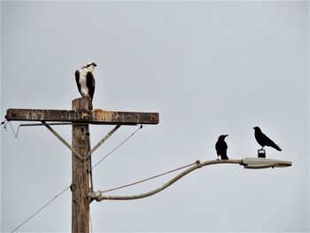 Low angle view of birds perching on cable against sky