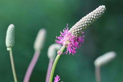 Close-up of butterfly pollinating on purple flower