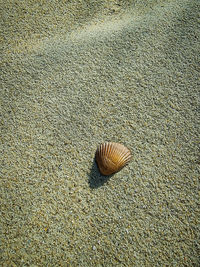 Close-up of snail on sand