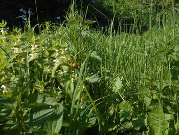 plant