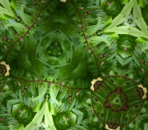 Close-up of fresh green plants