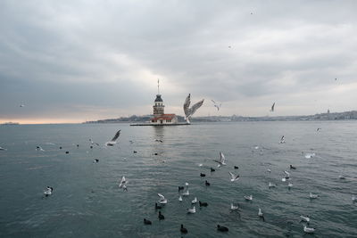 Flock of seagulls on sea