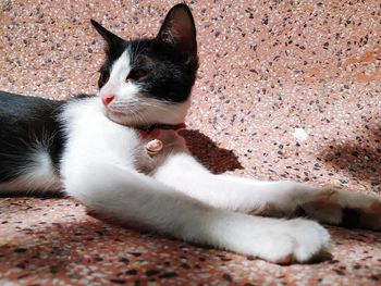 Close-up of cat resting on floor