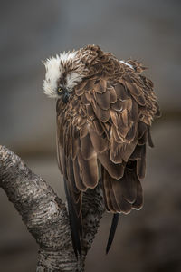 Osprey portrait