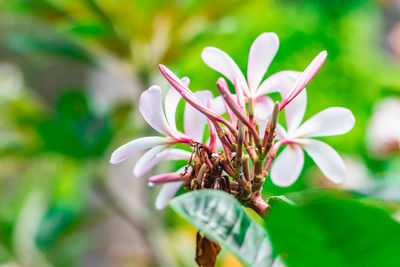 Close-up of flowering plant