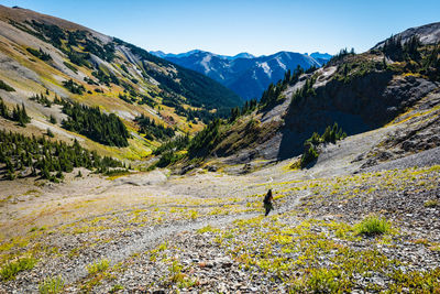 Female hiker descending switchbacks in the olympic national park mountains