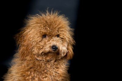 Close-up portrait of dog against black background