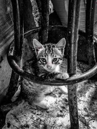 Portrait of cat sitting on tree