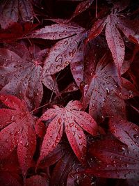 Full frame shot of wet maple leaves during rainy season