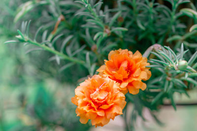Close-up of orange marigold flower