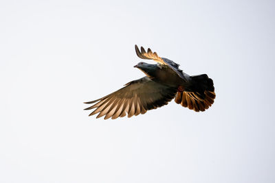 Low angle view of bird flying against clear sky