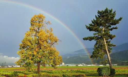 Trees on field against rainbow in sky