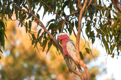 Low angle view of parrot perching on tree