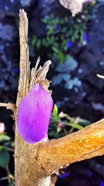 Close-up of purple flower