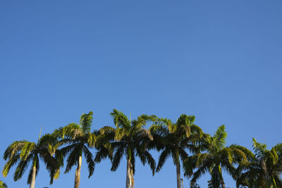 Low angle view of coconut palm trees against clear blue sky