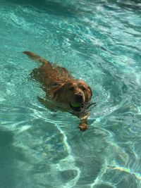 Dog swimming in pool