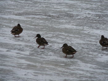 Birds in water