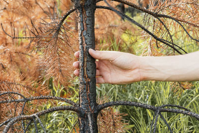 Cropped hand of person holding plant