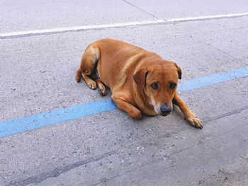 Fearful brown stray dog lying on the road