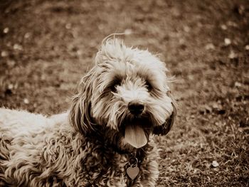 Close-up of dog outdoors