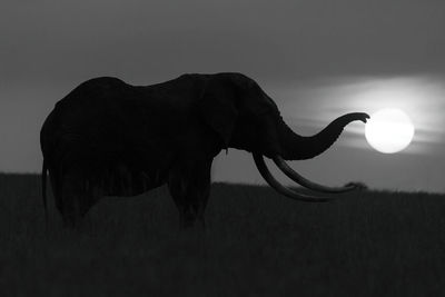 Mono african elephant trunk silhouetted touching sun