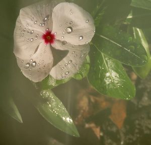 Close-up of wet flower