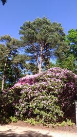 Flower trees against sky