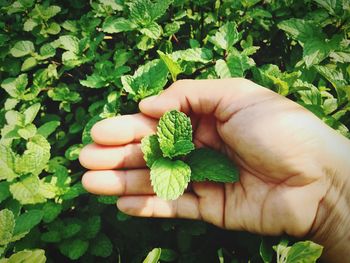 Close-up of hand holding leaves