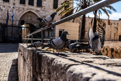 Pigeons perching on a city