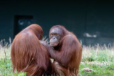 Orangutans on field