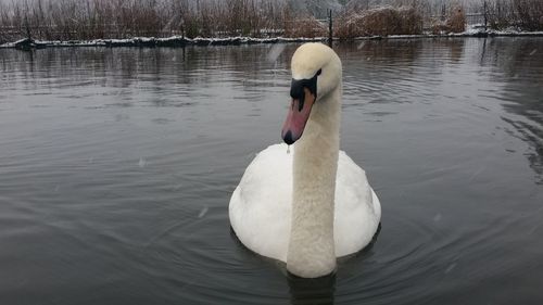 Swan swimming in lake