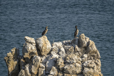 Birds perching on sea shore