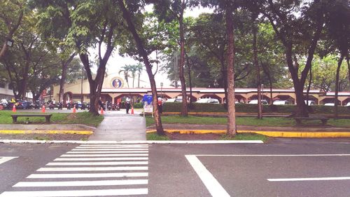 View of trees in park