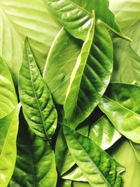 Full frame shot of green leaves