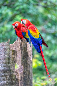 Close-up of bird perching on wood