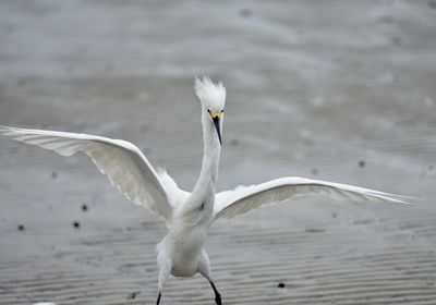 White bird flying over water