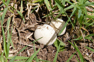 High angle view of mushroom in field