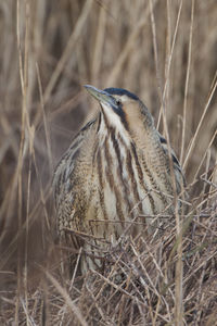 Close-up of a bird