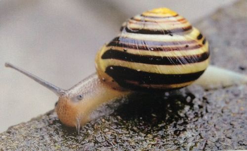 Close-up of snail